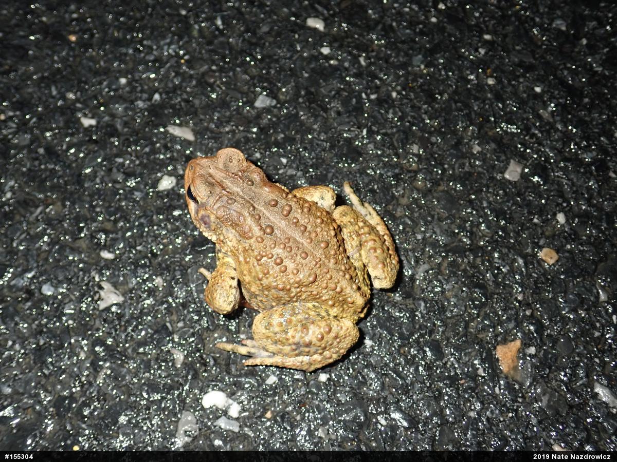 Eastern American Toad