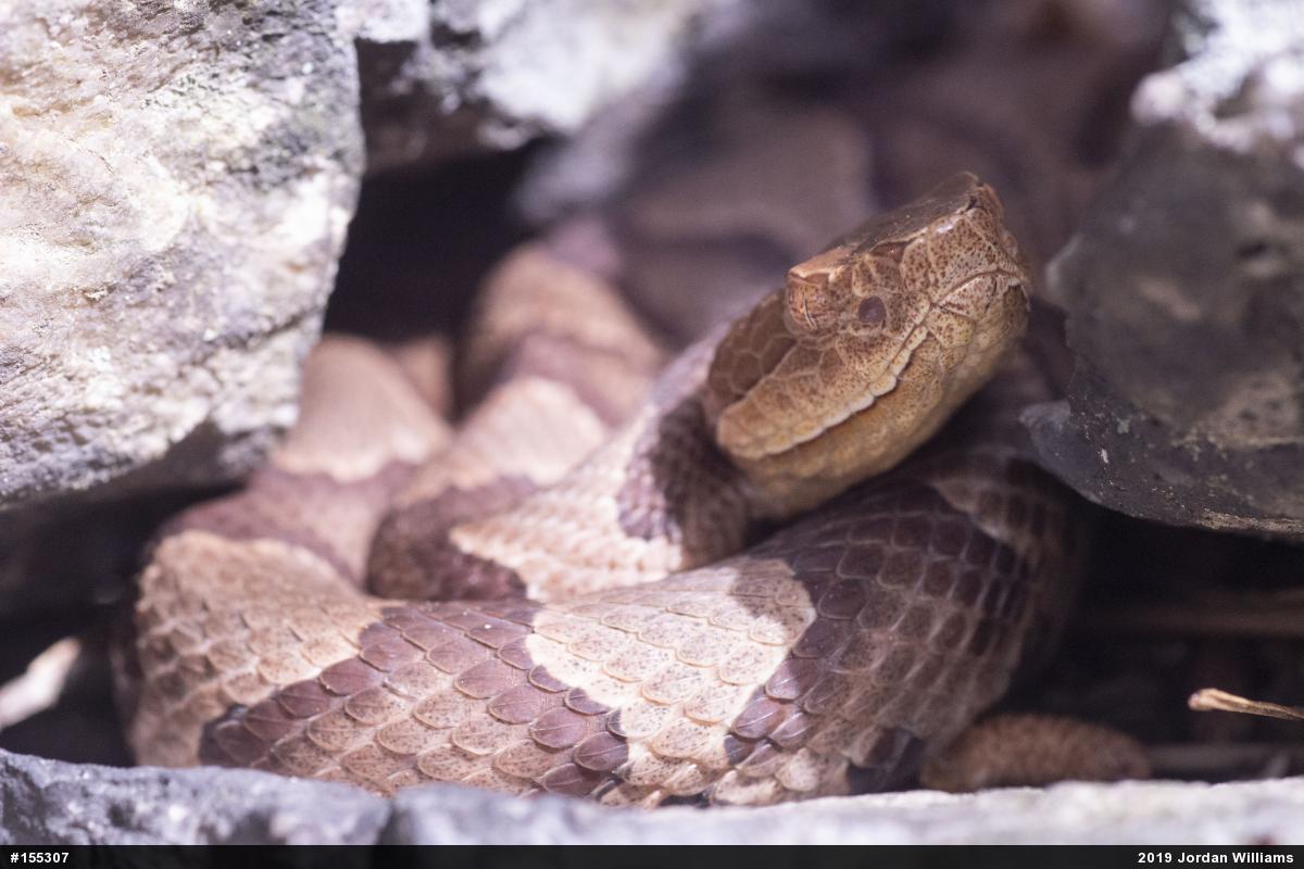 Northern Copperhead