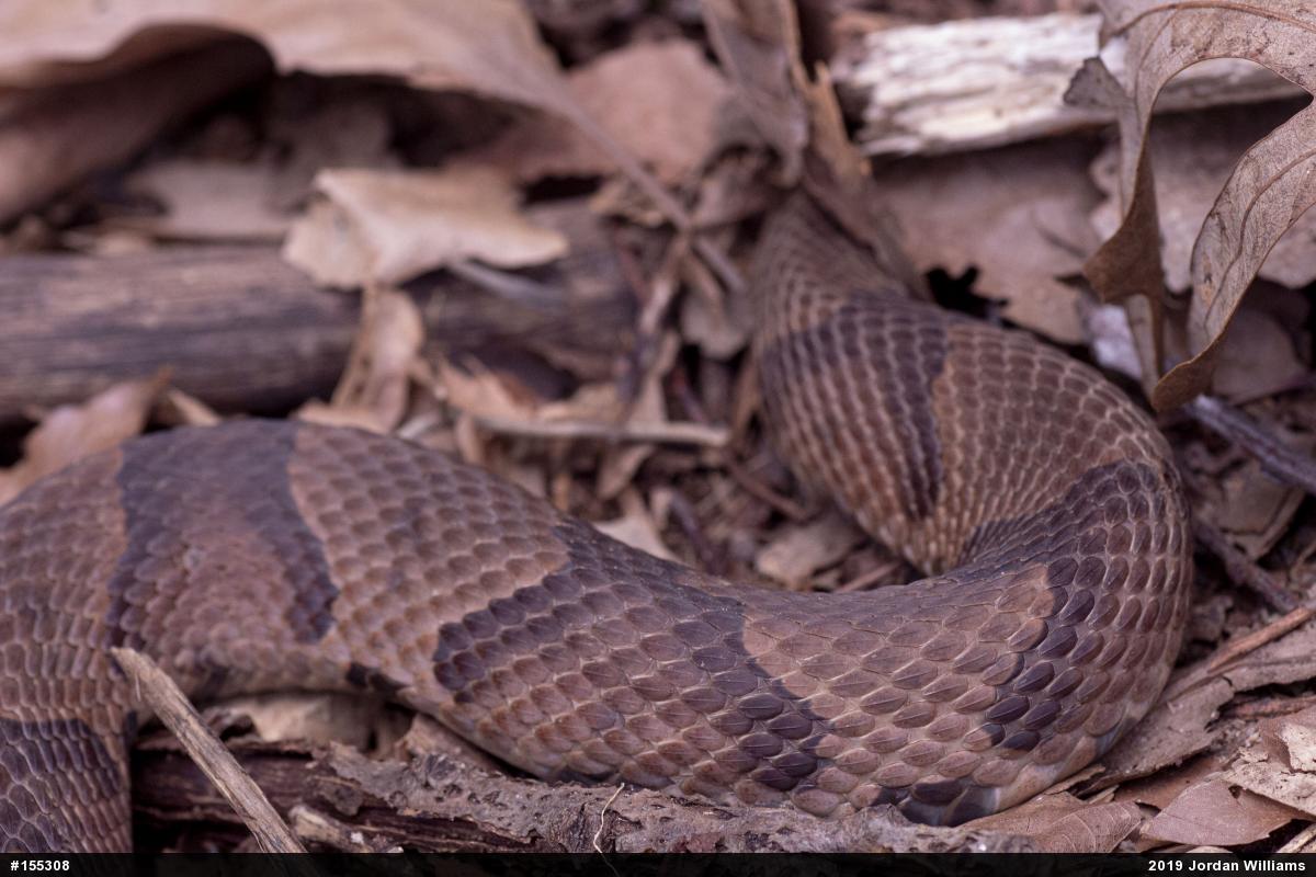 Northern Copperhead