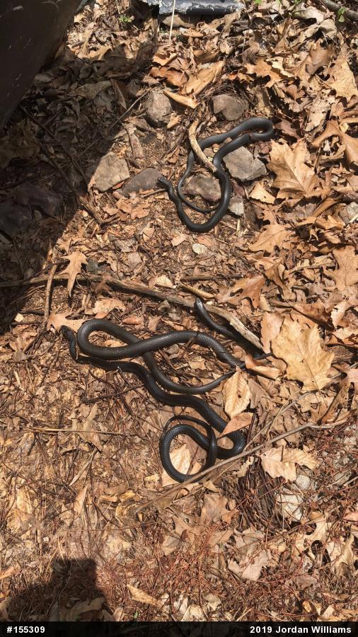 Northern Black Racer