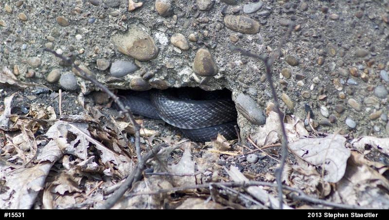 Eastern Ratsnake