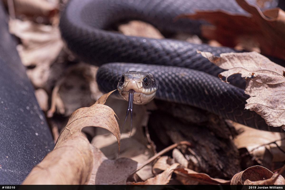 Northern Black Racer