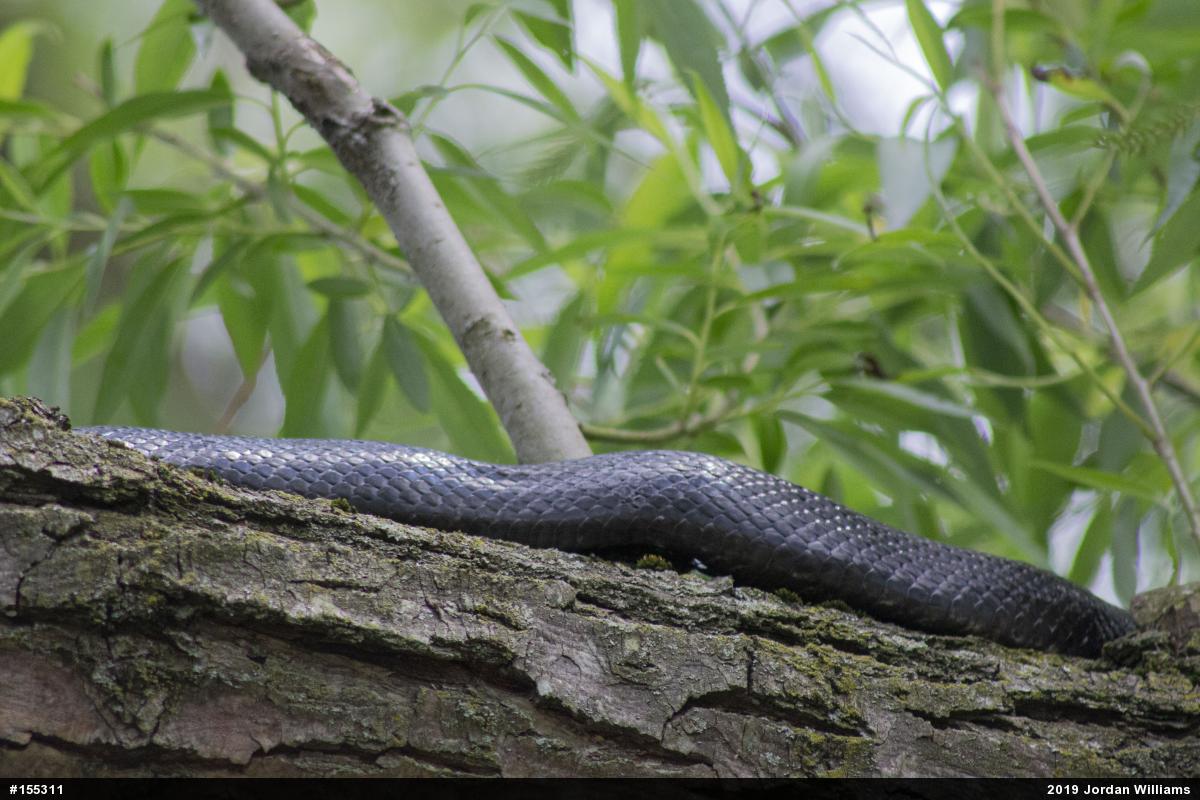 Eastern Ratsnake
