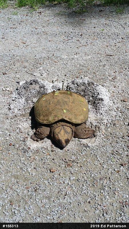 Snapping Turtle