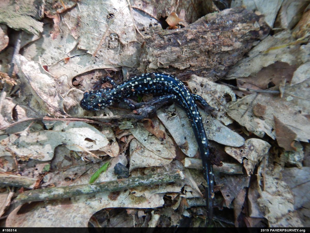Northern Slimy Salamander