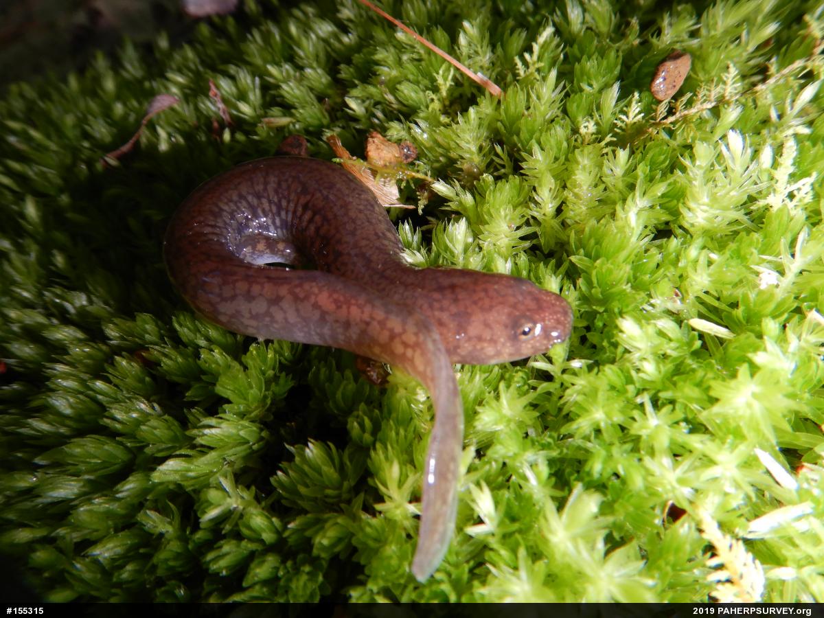 Northern Spring Salamander