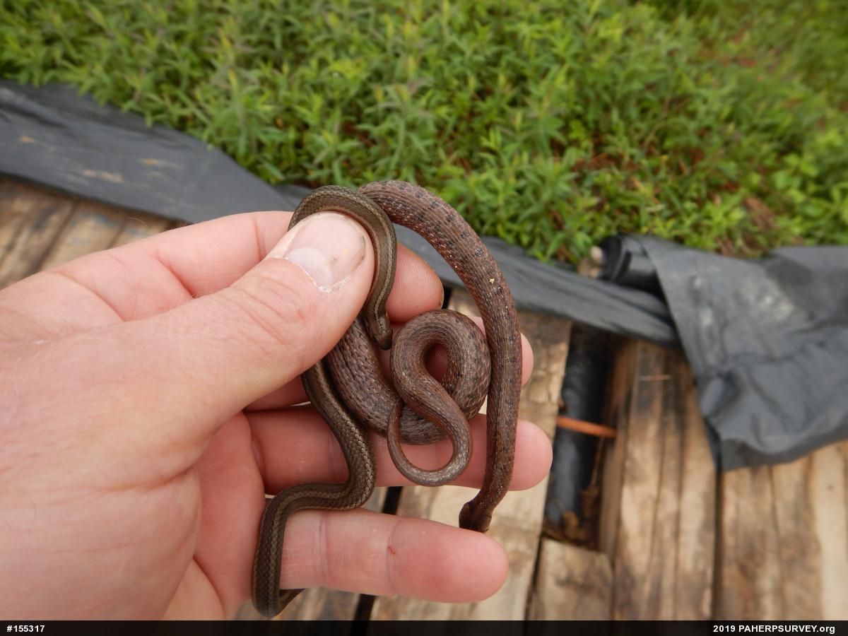 Dekay's Brownsnake
