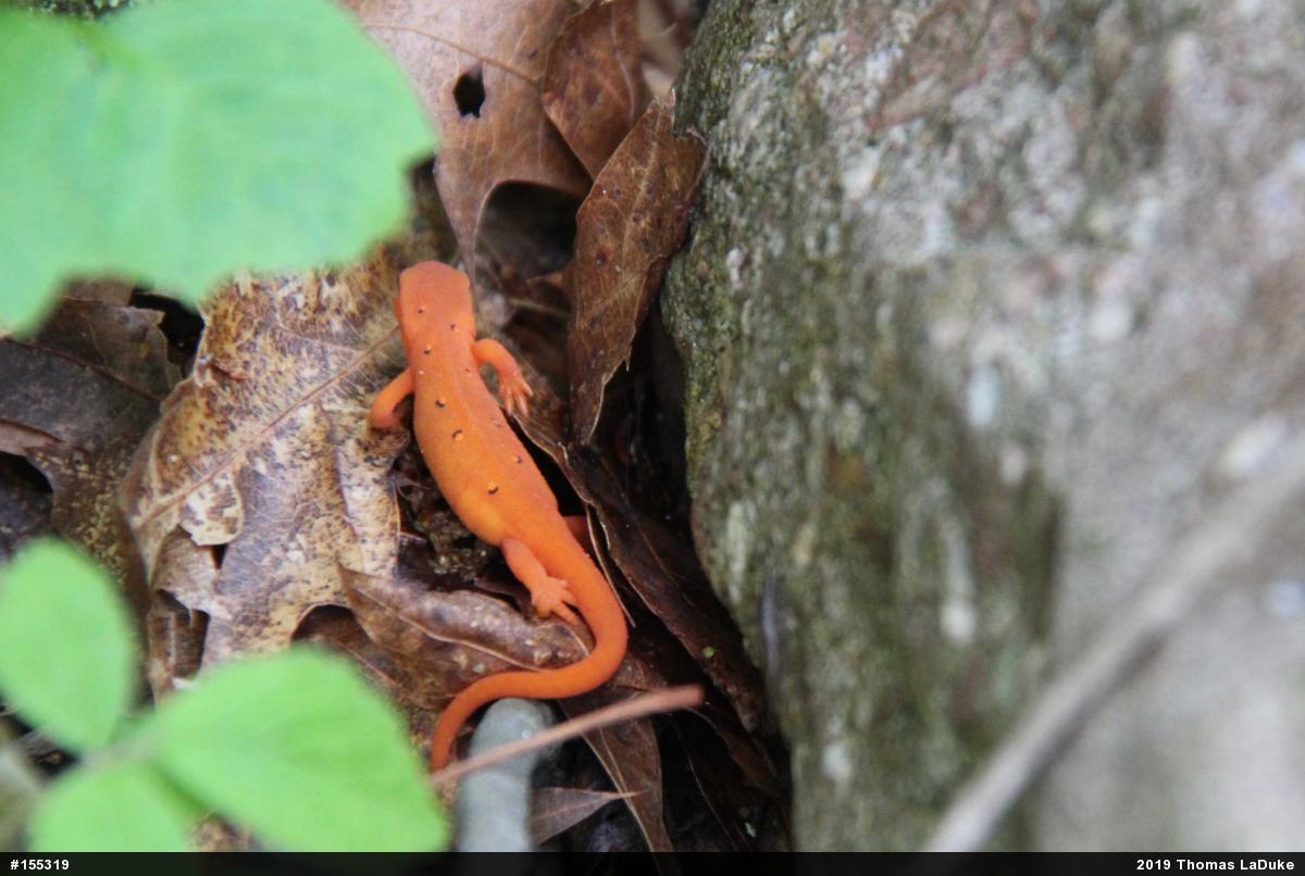 Red-spotted Newt