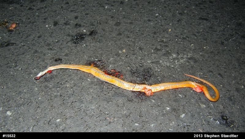 Red-bellied Snake