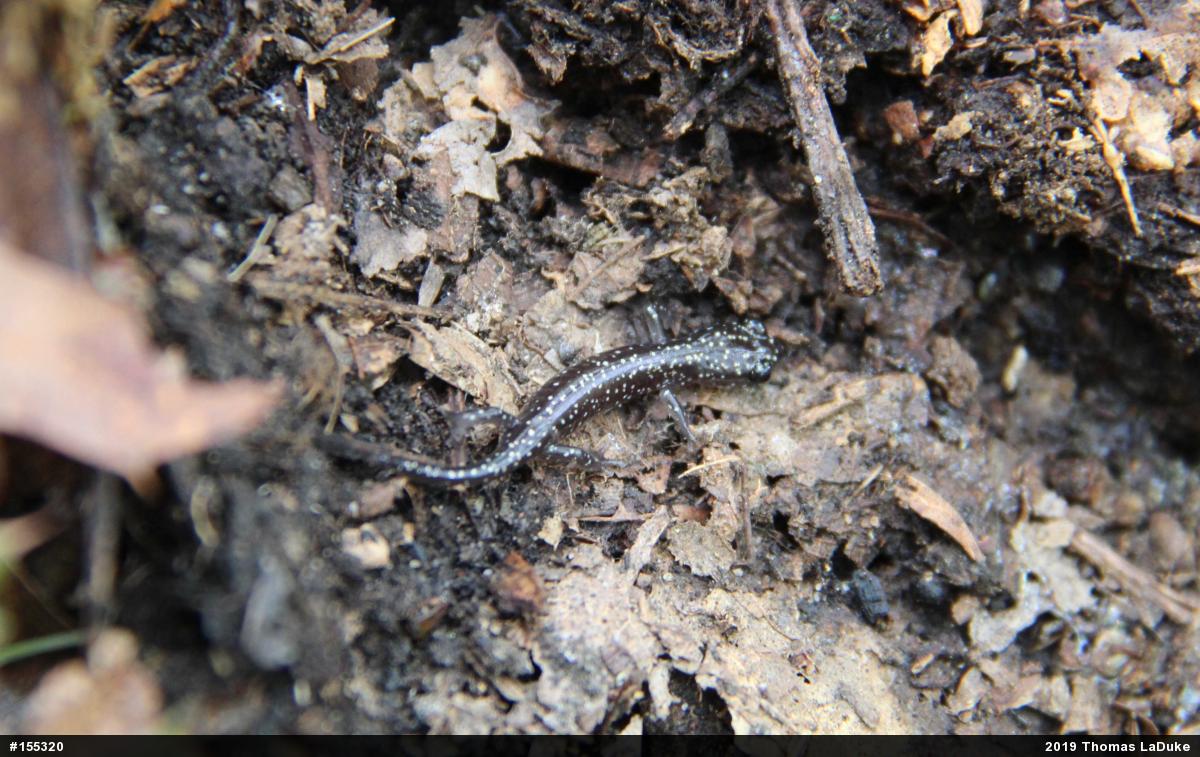 Northern Slimy Salamander