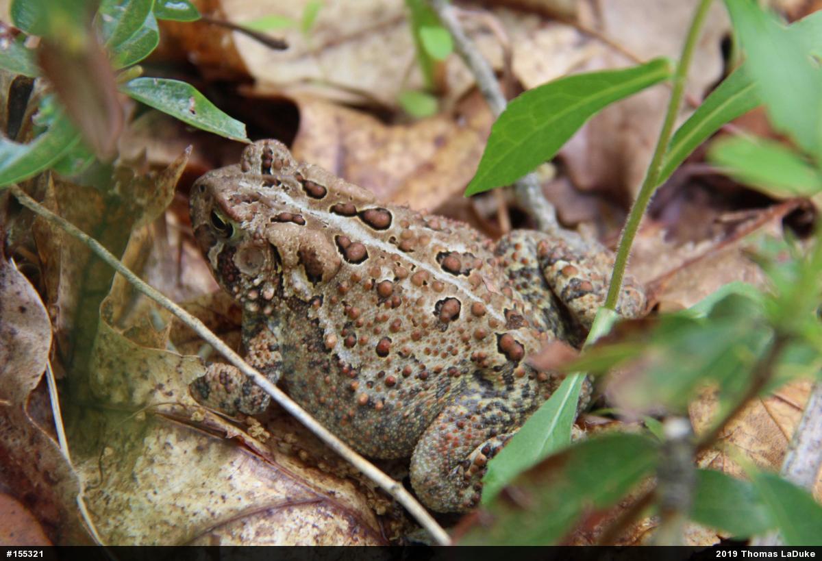 Eastern American Toad