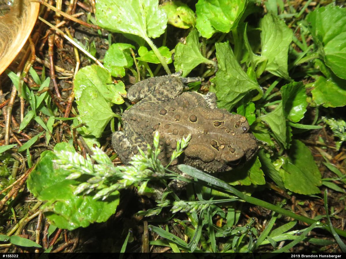 Eastern American Toad