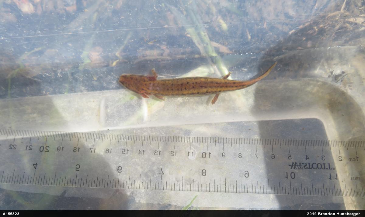 Common Mudpuppy