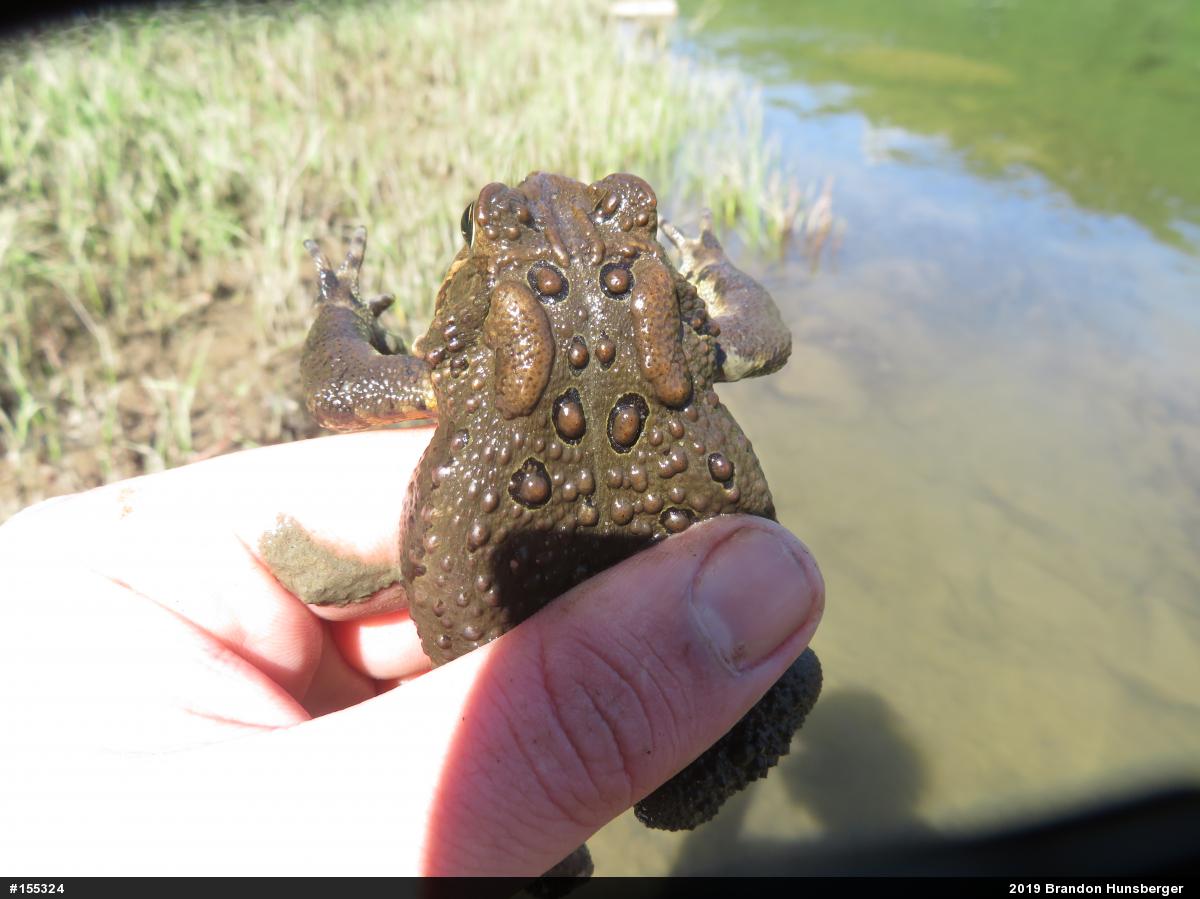 Eastern American Toad