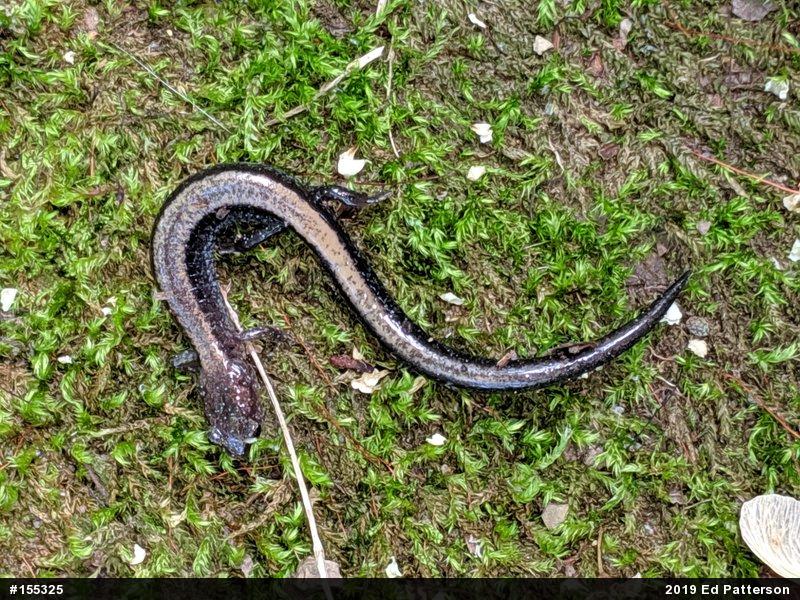 Eastern Red-backed  Salamander