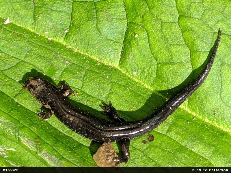 Allegheny Mountain Dusky Salamander