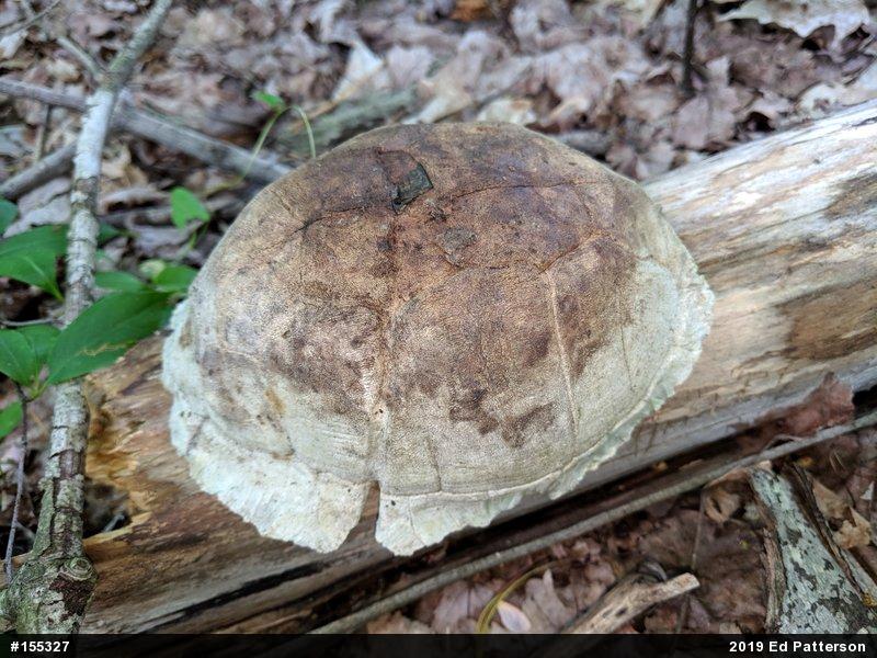 Eastern Box Turtle