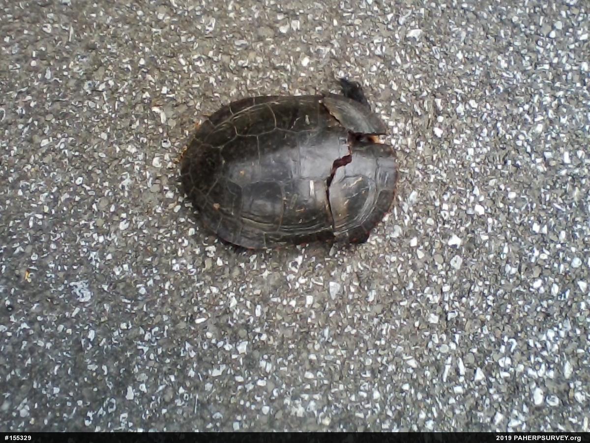 Midland Painted Turtle