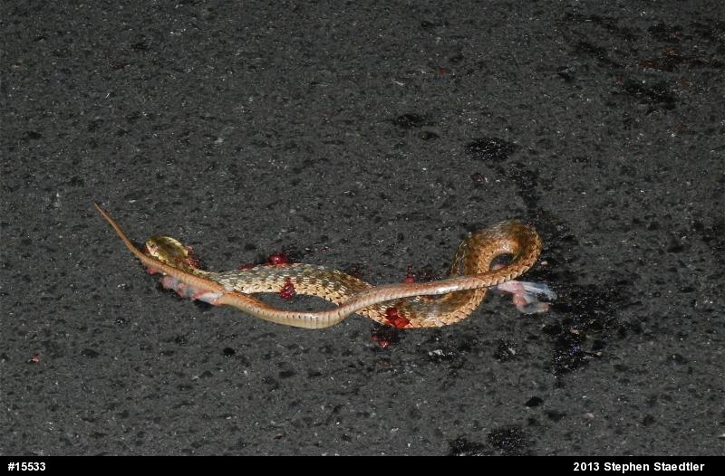 Eastern Gartersnake