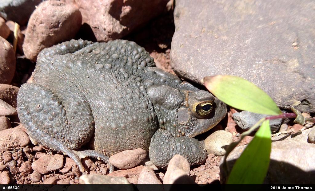 Eastern American Toad