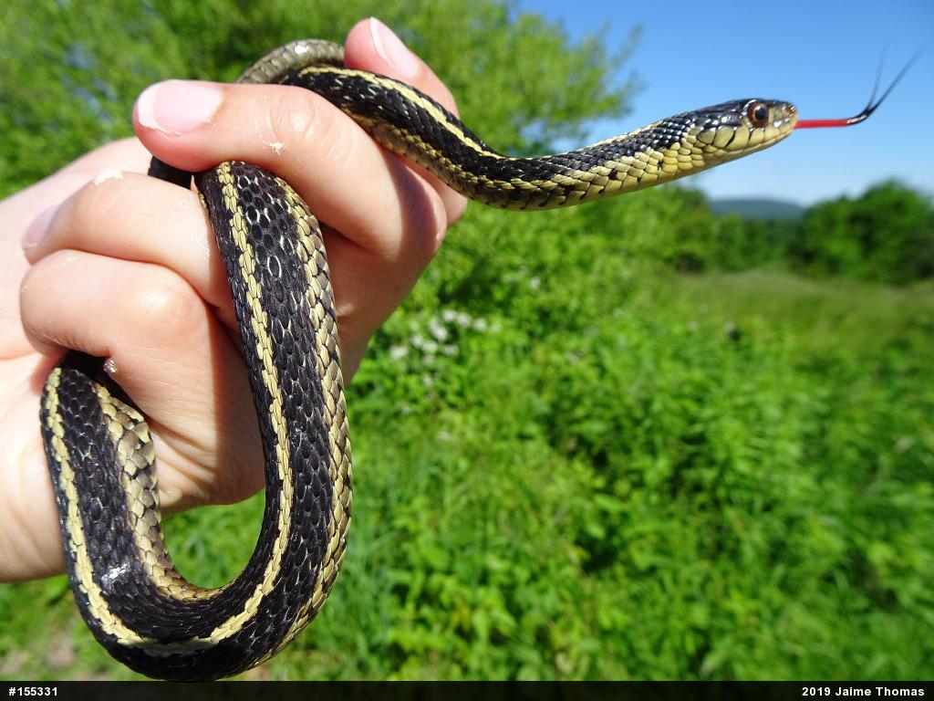 Eastern Gartersnake