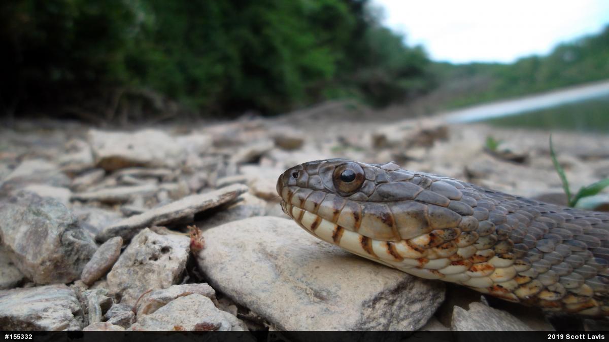 Northern Watersnake