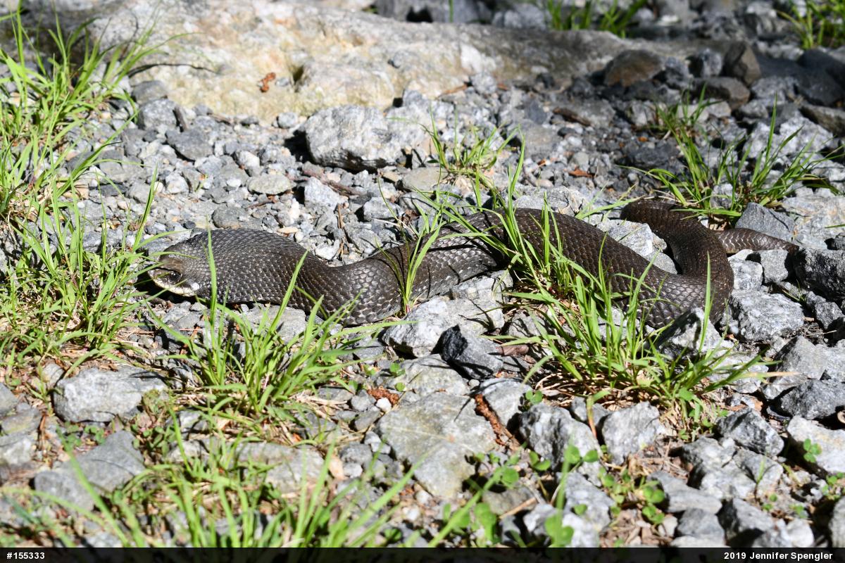 Eastern Hog-nosed Snake