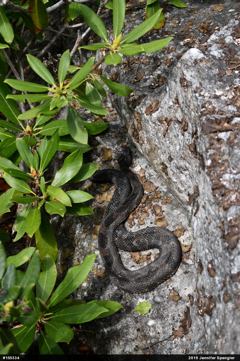 Timber Rattlesnake