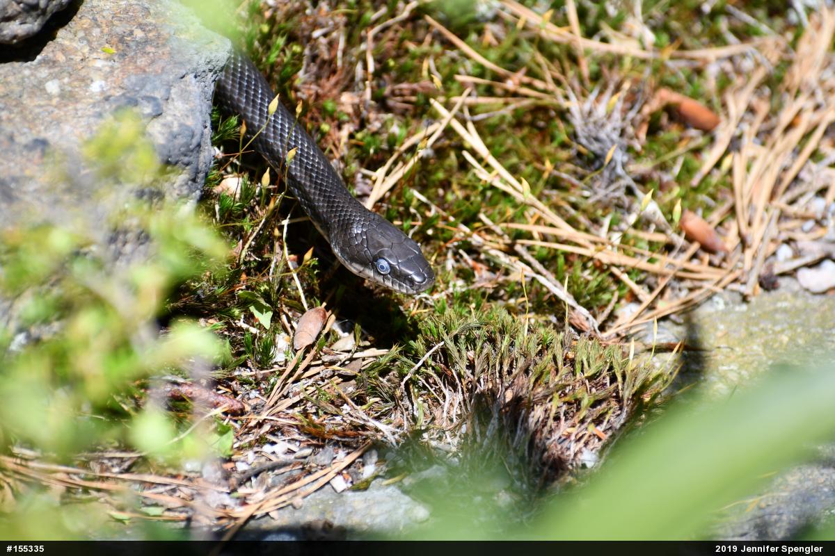 Eastern Ratsnake