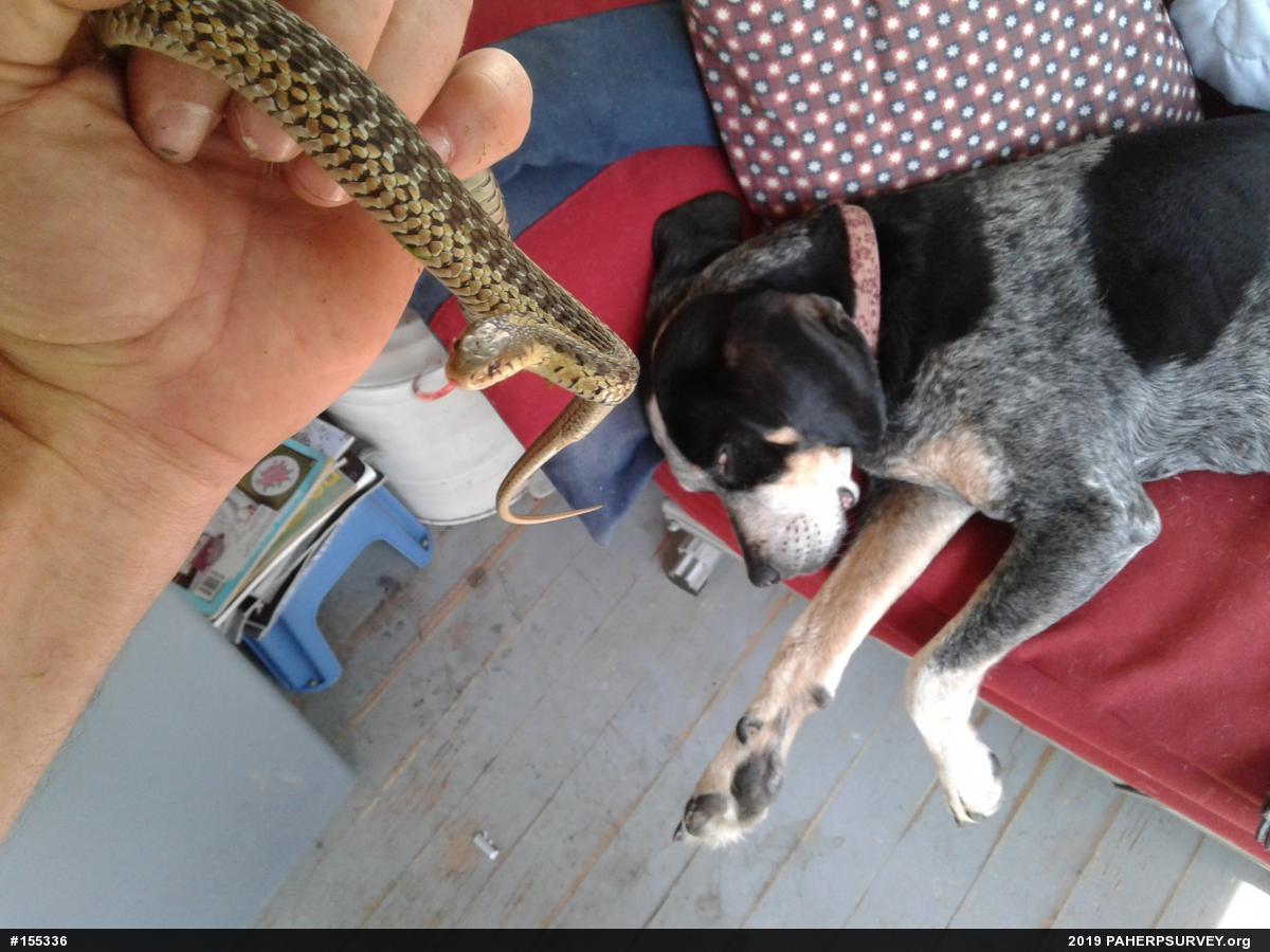Eastern Gartersnake