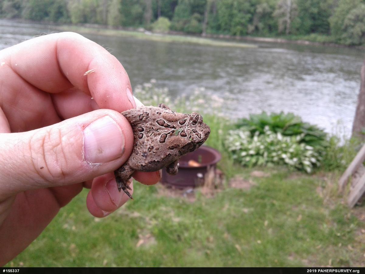 Eastern American Toad