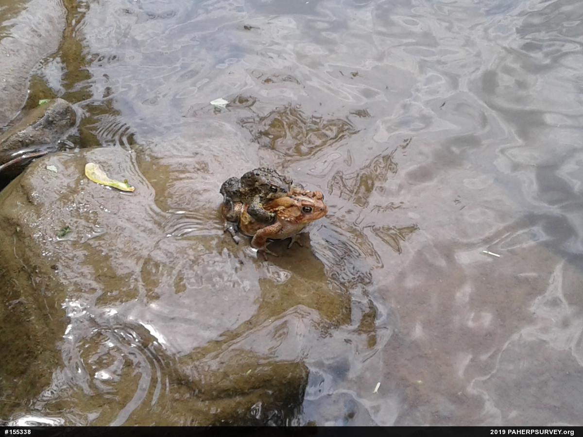 Eastern American Toad