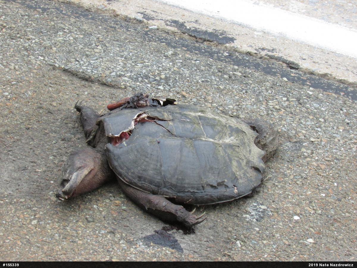 Snapping Turtle