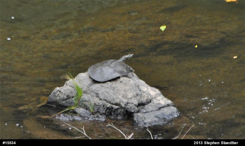 Eastern Spiny Softshell