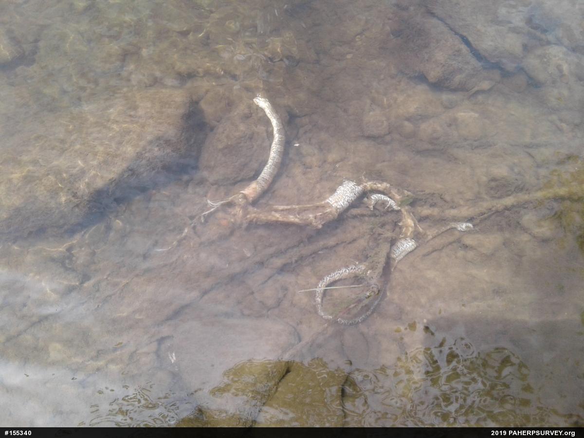 Northern Watersnake