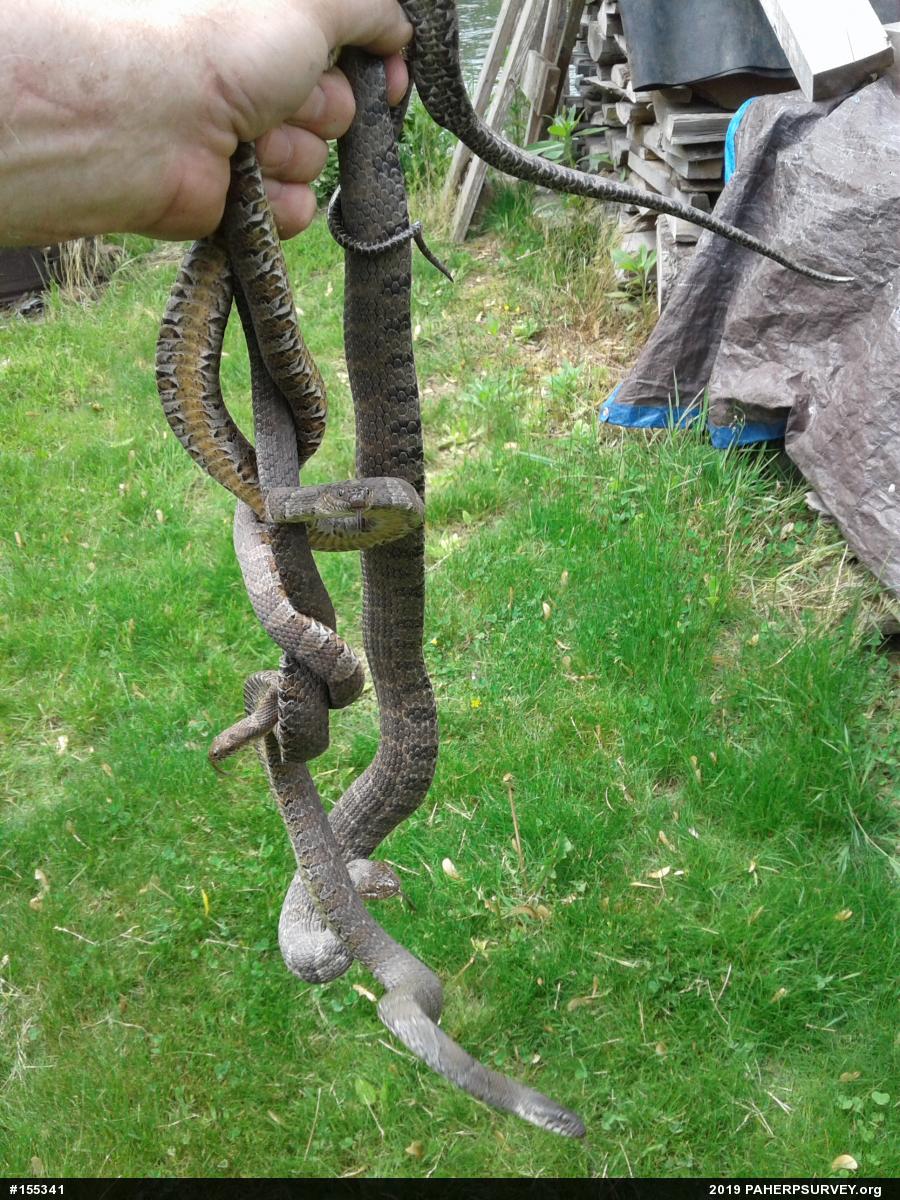 Northern Watersnake