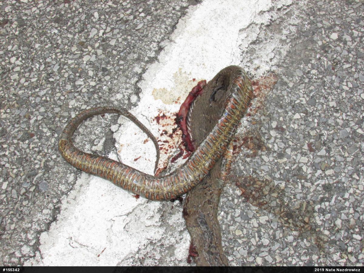 Northern Watersnake