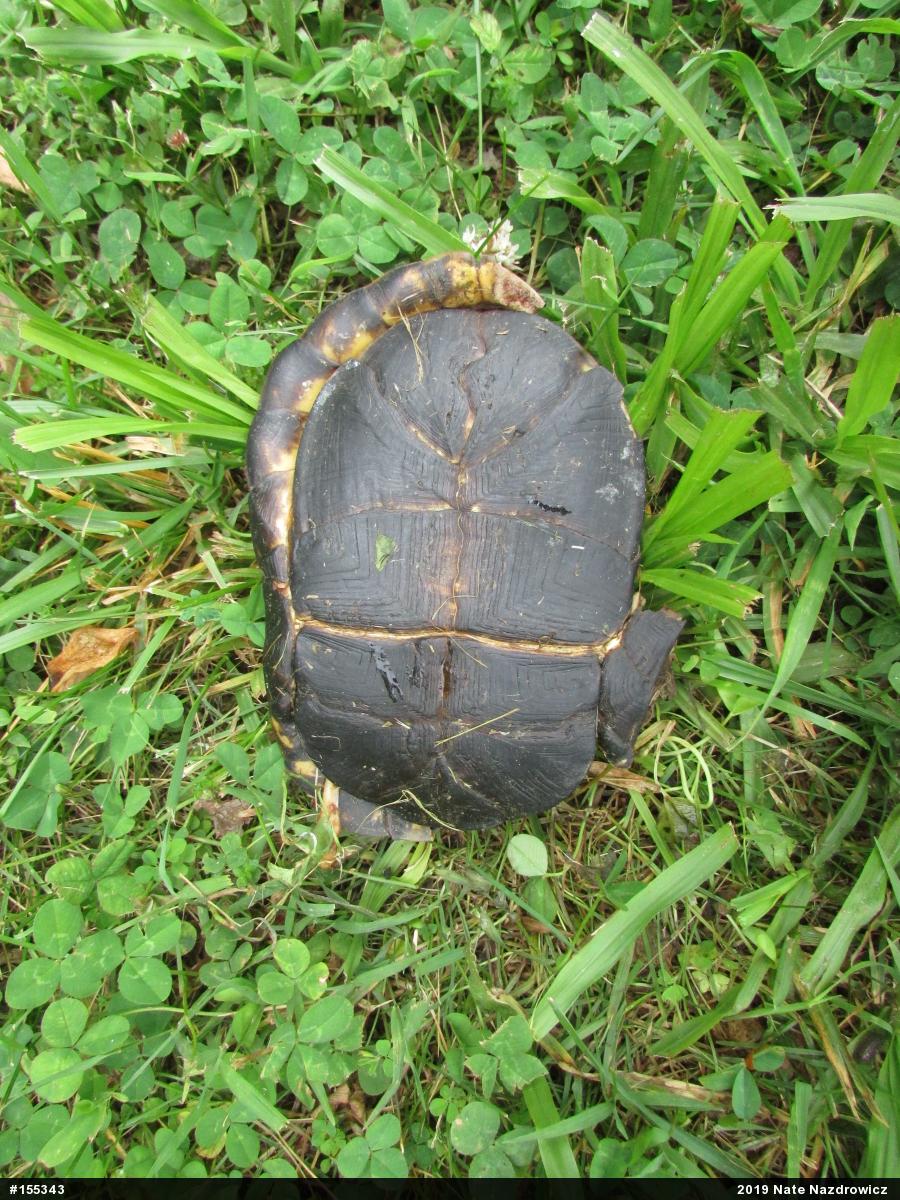 Eastern Box Turtle