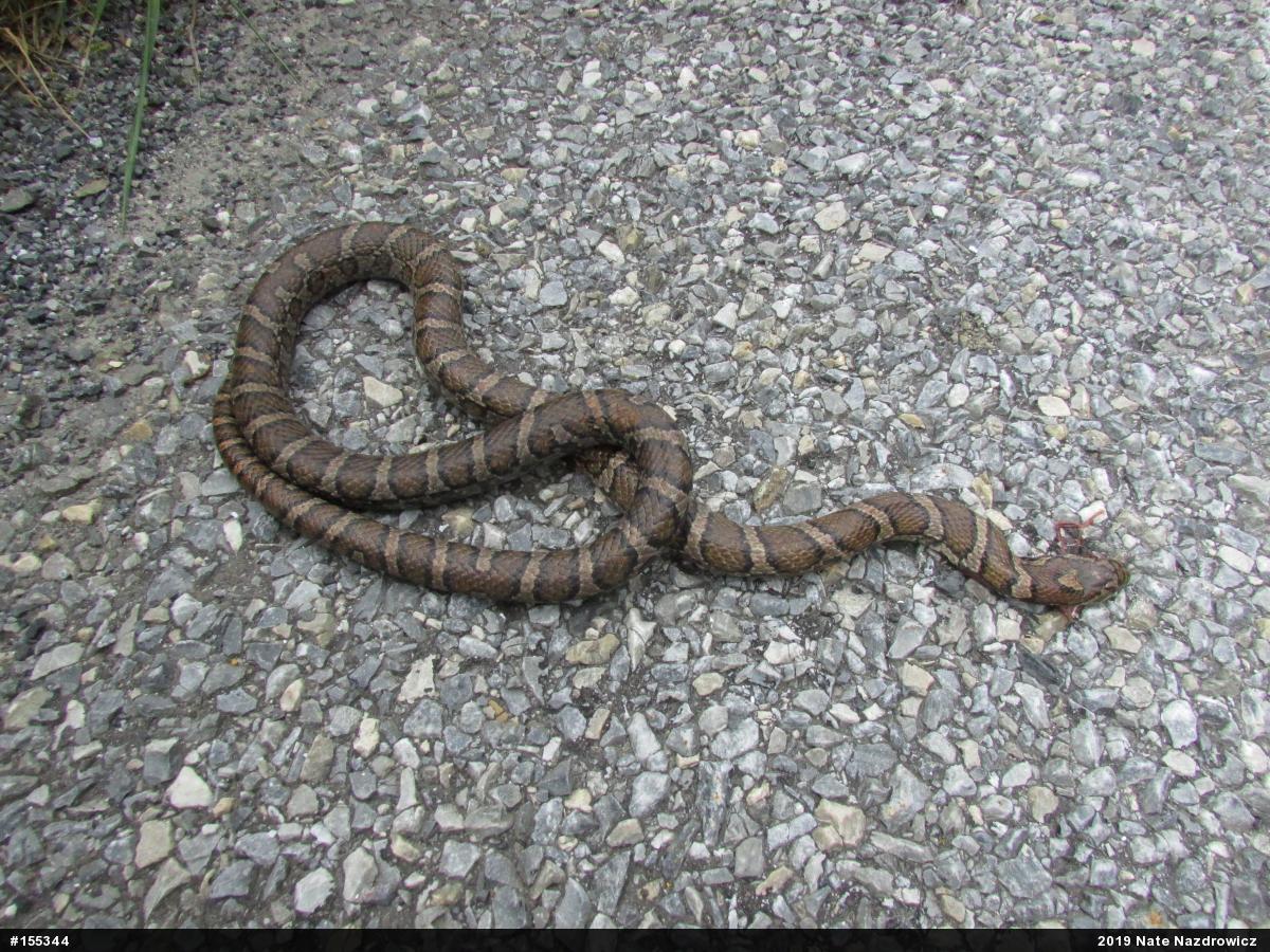 Eastern Milksnake