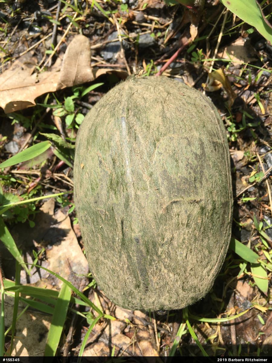 Eastern Musk Turtle
