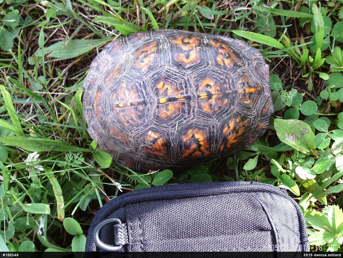 Eastern Box Turtle