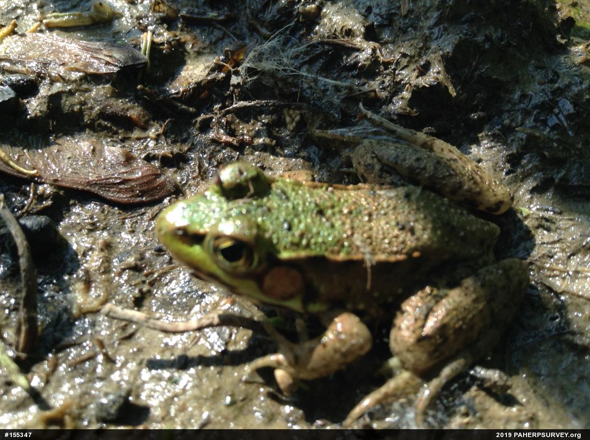 Green Frog