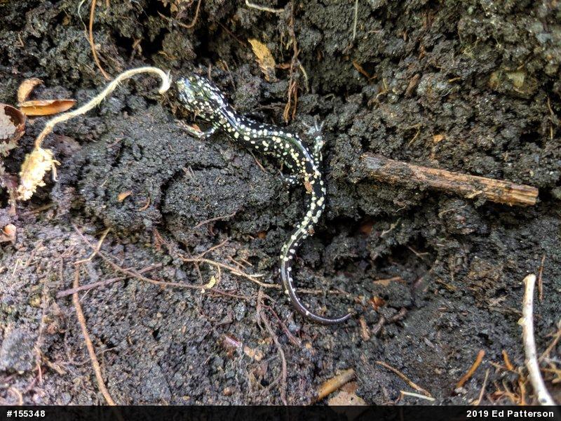 Northern Slimy Salamander
