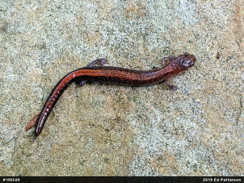 Eastern Red-backed  Salamander