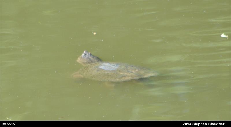 Snapping Turtle