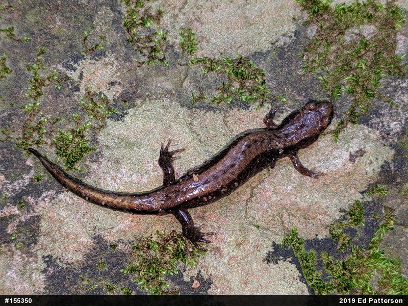 Allegheny Mountain Dusky Salamander