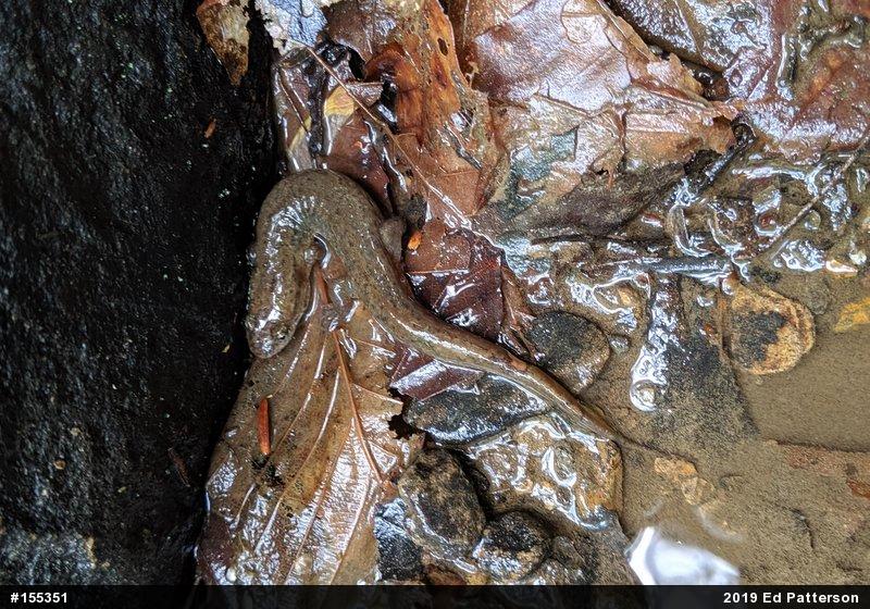 Northern Dusky Salamander