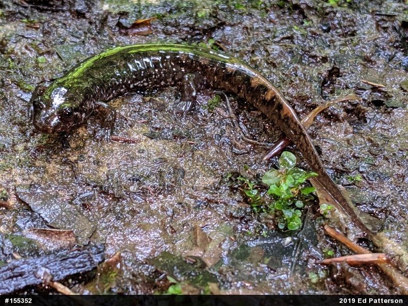 Seal Salamander
