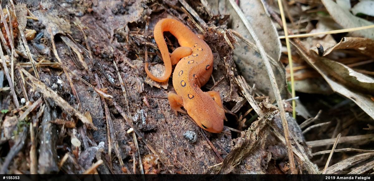 Red-spotted Newt