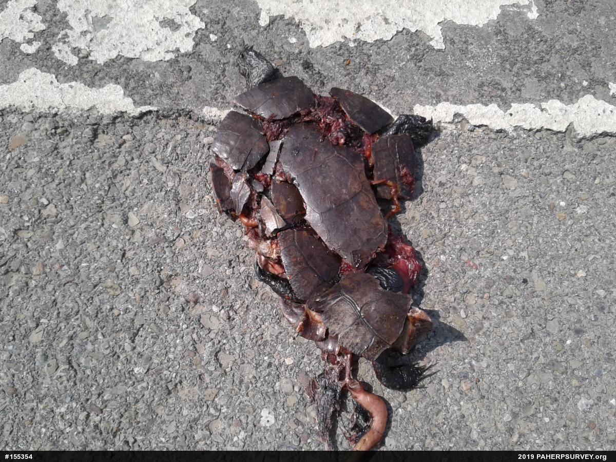 Midland Painted Turtle